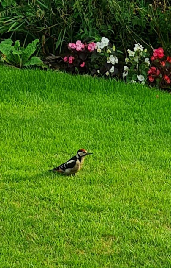 Woodpeckers Cottage Scarborough Esterno foto