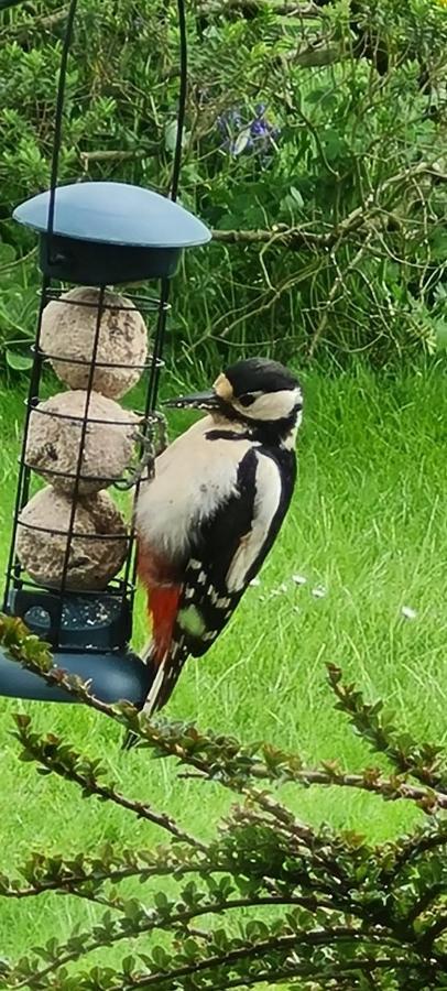 Woodpeckers Cottage Scarborough Esterno foto